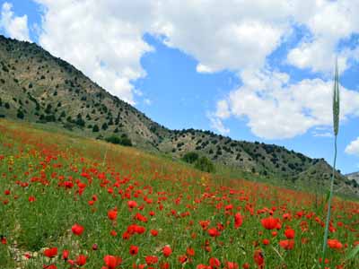  جاذبه های طبیعی گرگان ,جنگل توسکستان گرگان, توسکستان گرگان, توسکستان, اماکن گردشگری گرگان, جاهای دیدنی گرگان , طبيعت گرگان ,دیدنی های گرگان